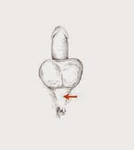 мишиће потенције и њихову напетост за повећање потенције